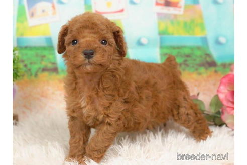 成約済の千葉県のトイプードル-211975の2枚目